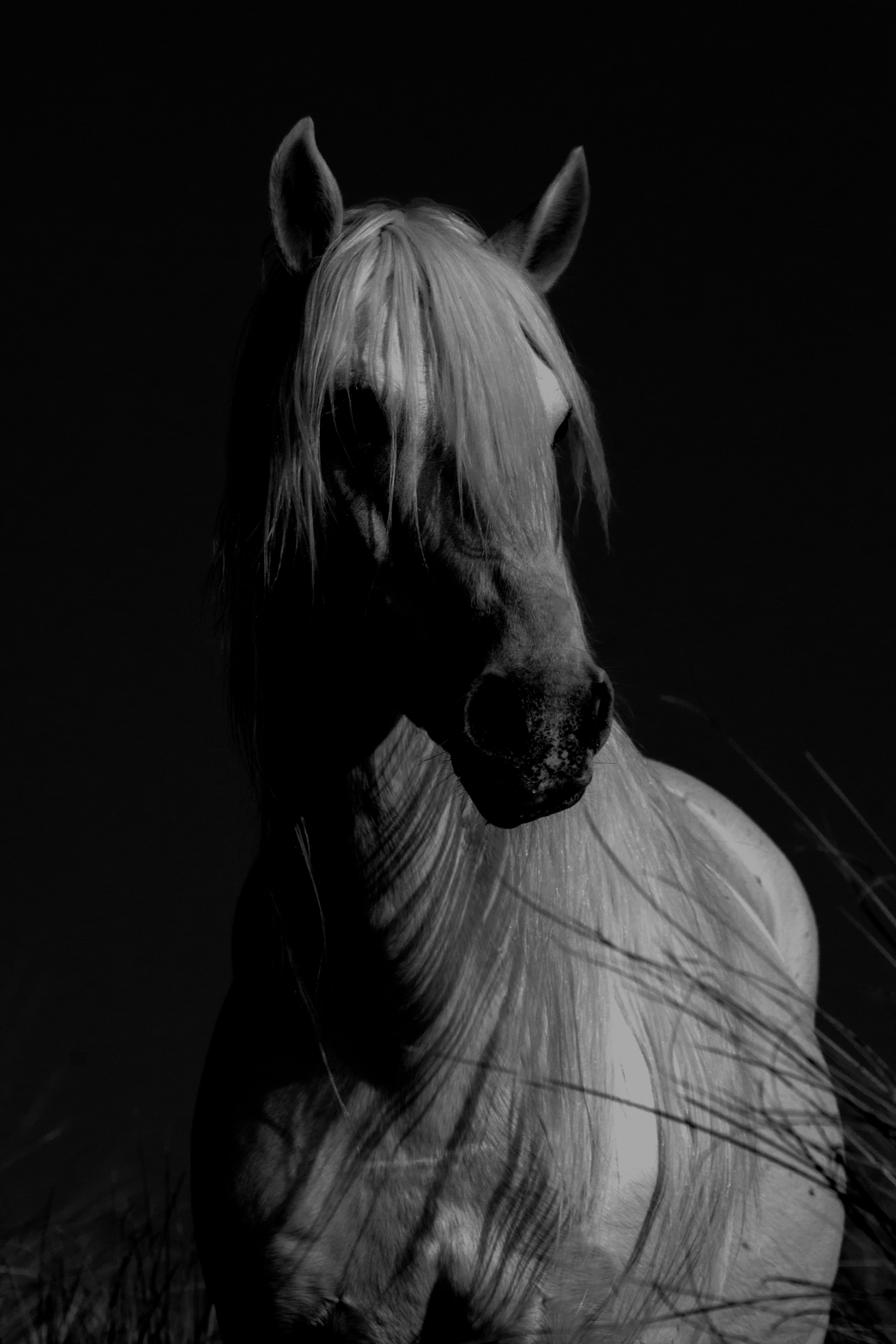 study of dark horse