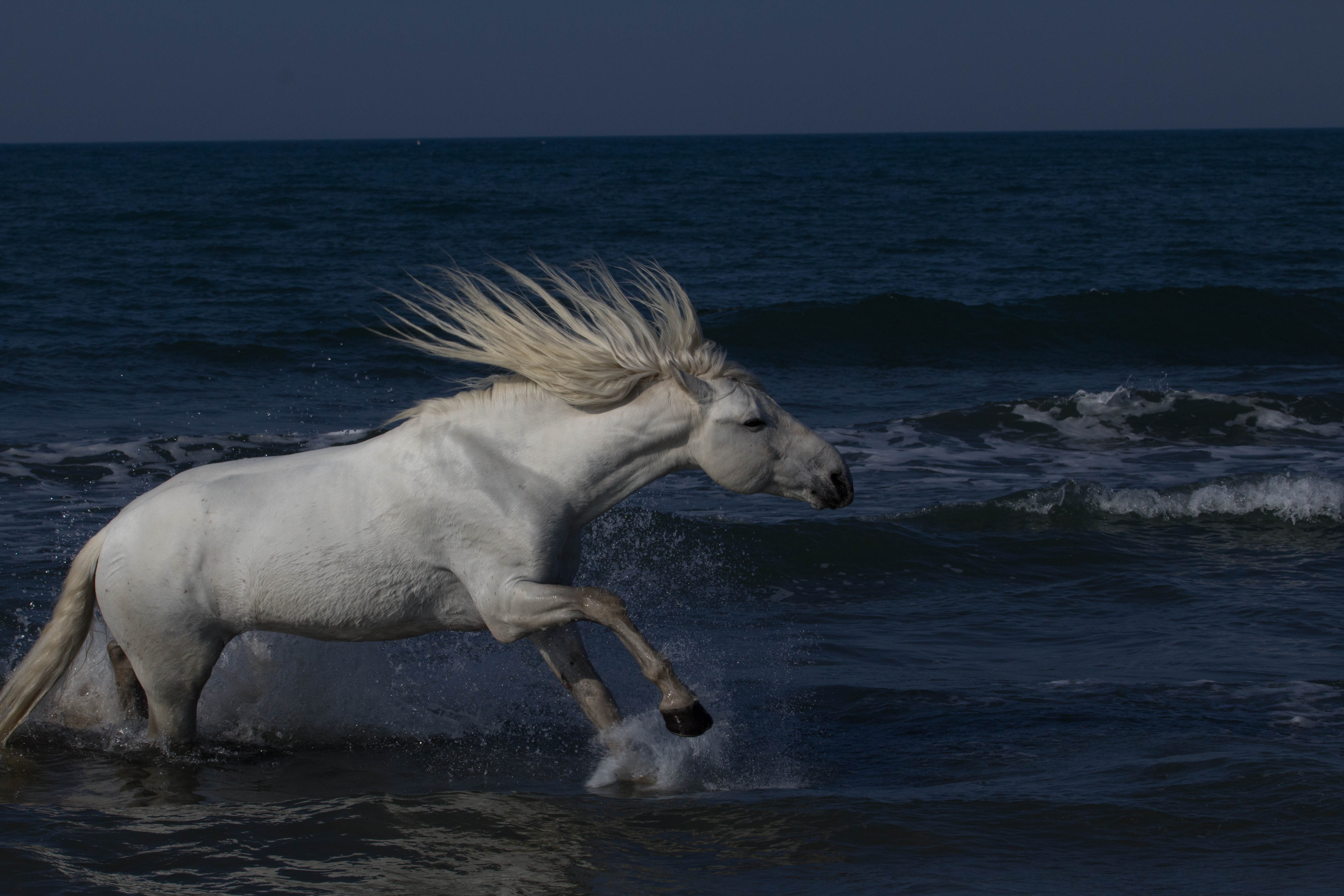 This photograph was taken in the picturesque Camargue region of southern France, the beautiful and stoic Camarguais horses often roam along the marshes of the wild terrain of the Mediterranean, where the mighty Rhone empties its water. This wild Camarguais horse frolics in the water, his energy amplified with the motion of his long vertical pointed mane.
