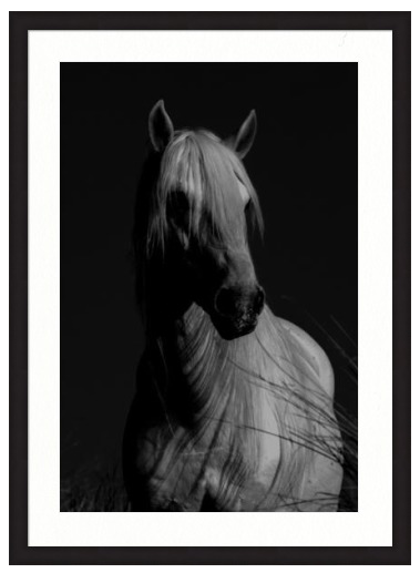 study of dark horse