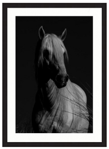study of dark horse